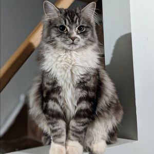 Meet your Posher, Echo